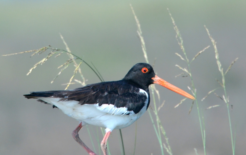 Beccaccia di mare  (Haematopus ostralegus)